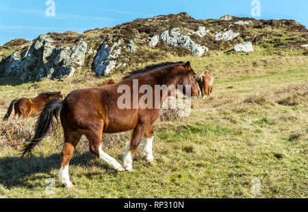 Welsh Ponys auf llanddwyn Island, Anglesey, North Wales, UK. Am 15. Februar 2019 berücksichtigt. Stockfoto