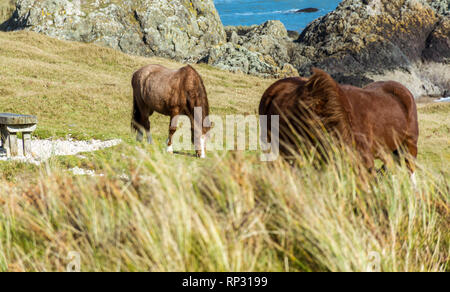 Welsh Ponys auf llanddwyn Island, Anglesey, North Wales, UK. Am 15. Februar 2019 berücksichtigt. Stockfoto