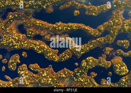 Luftaufnahme von Mannikjarve bog Pools und Inselchen in Endla Naturschutzgebiet, Jogevamaa County, Estland Stockfoto