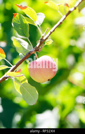 Kleine Apple wächst auf einem Zweig bei Sonnenuntergang. Stockfoto