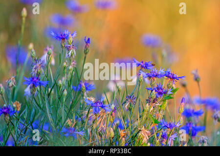 Centaurea Blumen bei Sonnenuntergang, Tiere Stockfoto