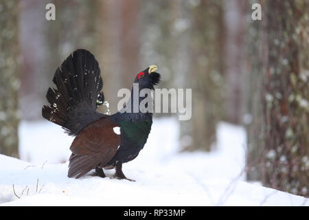 Männliche Western Auerhahn (Tetrao urogallus) Anzeigen im Pinienwald. Stockfoto