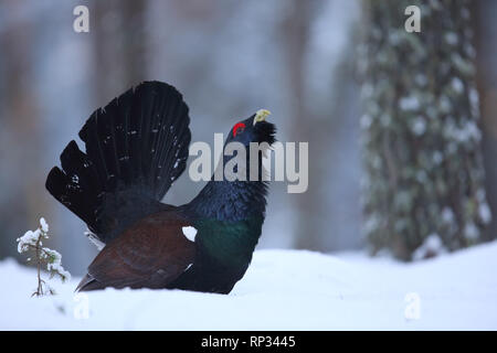 Männliche Western Auerhahn (Tetrao urogallus) Anzeigen im Pinienwald. Stockfoto