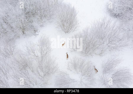 Fütterung Herde Rehe in Büschen, winter Stockfoto