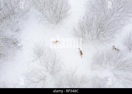 Fütterung Herde Rehe in Büschen, winter Stockfoto