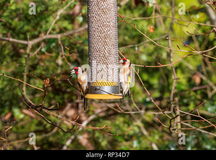 Zwei Goldfinken (Carduelis carduelis, europäischer Goldfink), die sich in einem Vogelfutterhäuschen in einem englischen Garten ernähren, Winter, Surrey, SE England (Einheimischer) Stockfoto