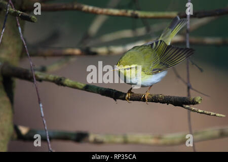 Erwachsene männliche Holz Laubsänger (Phylloscopus sibilatrix) im Frühjahr Wald. Europa Stockfoto