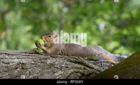 Ein Eichhörnchen in Irland mit einer frischen Walnuss im Maul Stockfoto
