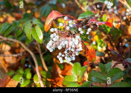 Strauch mit blauen Beeren berberis mit Tautropfen in Finnland im Herbst. Stockfoto