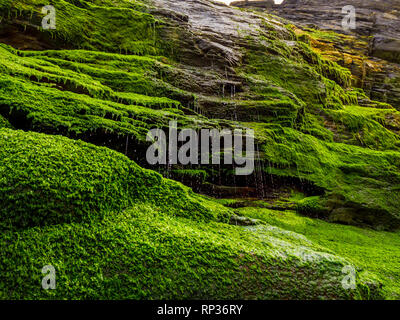 Bemoosten Felsen und Wasserfall an der Bucht von Tintagel in Cornwall. Stockfoto