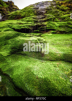 Bemoosten Felsen und Wasserfall an der Bucht von Tintagel in Cornwall. Stockfoto