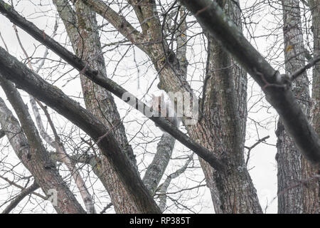 Eichhörnchen sitzt auf einem Baum mit Acorn im Mund in den Wald gegen den Himmel, Herbst in Finnland. Stockfoto