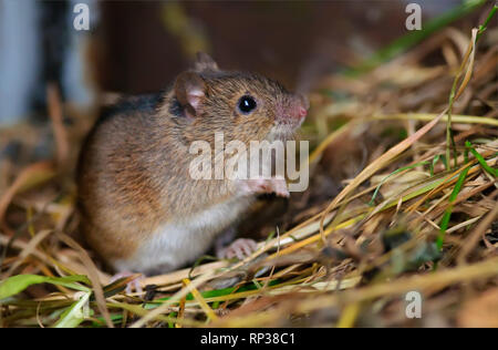 Gestreifte Bereich Maus sitzt im Heu mit neugierigen Blicken Stockfoto