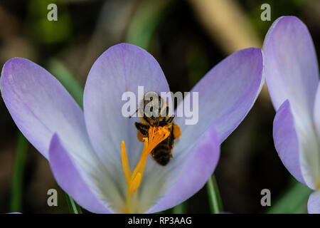 Eine Honigbiene (Apis mellifera), die auf einer frühen Krokus (Crocus tommasinianus) Stockfoto