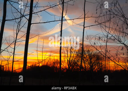 Silhouetten einer blattlosen Zweige auf bunten Sonnenuntergang und bewölkt blauer Himmel mit dem Flugzeug trail als backgrond. Herbst in Finnland. Stockfoto