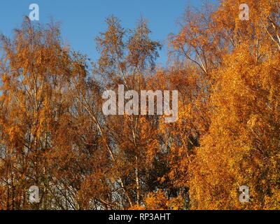 Schönen goldenen Herbst Laub in einem Wald im Barlow gemeinsame Nature Reserve, Yorkshire, England, mit einem klaren blauen Himmel Stockfoto