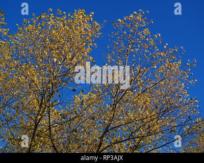 Leuchtend gelbe Blätter an jungen Erlen im Herbst gegen einen klaren Dunkelblauen Himmel Stockfoto