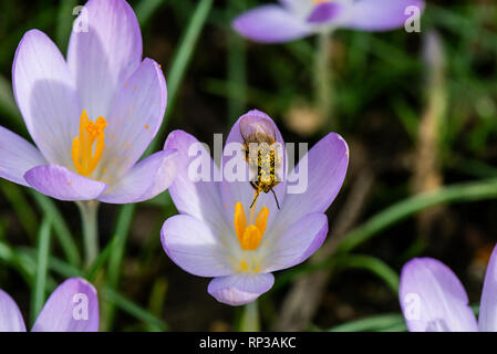Die Europäische Honigbiene (Apis mellifera), die auf einem frühen Crocus Blume (crocus tommasinianus) Stockfoto