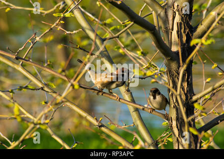 Paar Spatzen in den Ästen eines Baumes mit blühenden Frühling Blätter Stockfoto