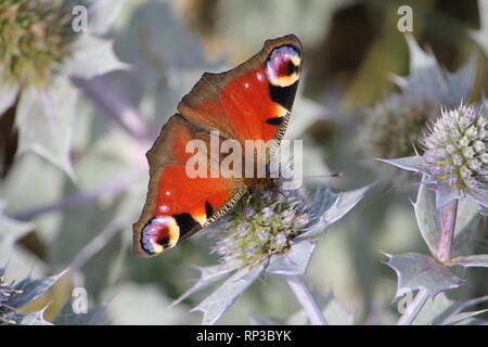 Europäische Peacock (Inachi io) Besuch der Blüten einer Sea Holly (Eryngium maritimum) Auf der Insel Wangerooge, GermanyEuropean Pfau-Tagpfauen Stockfoto