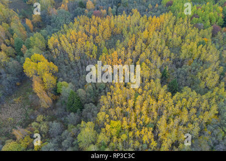 Luftaufnahme von bunten Borealer Wald, Herbst. Stockfoto
