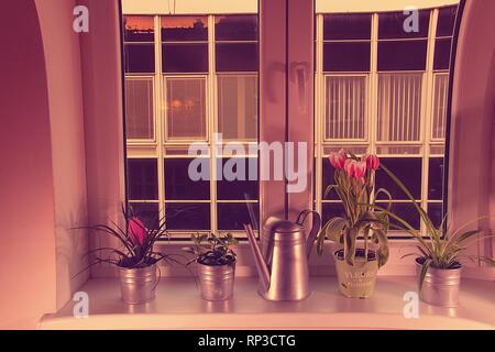 Blumen in Blumentöpfe und Gießkanne auf der Fensterbank. Tillandsia Blume und Tulpen. Hinzufügen HDR-Effekt. Stockfoto