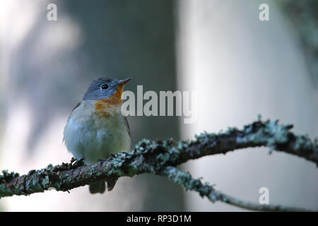 Männlich Red-breasted Schopftyrann (Ficedula parva) im Frühjahr. Europa Stockfoto