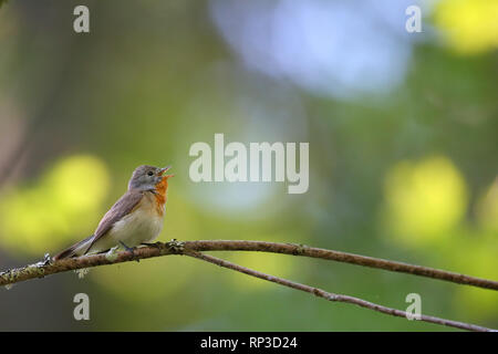 Männlich Red-breasted Schopftyrann (Ficedula parva) im Frühjahr. Europa Stockfoto