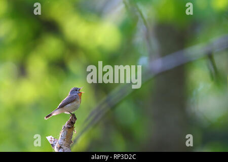 Männlich Red-breasted Schopftyrann (Ficedula parva) im Frühjahr. Europa Stockfoto