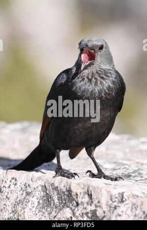 Red-winged Starling (Onychognathus Morio) Weibliche auf dem Tafelberg, Kapstadt, Südafrika Stockfoto