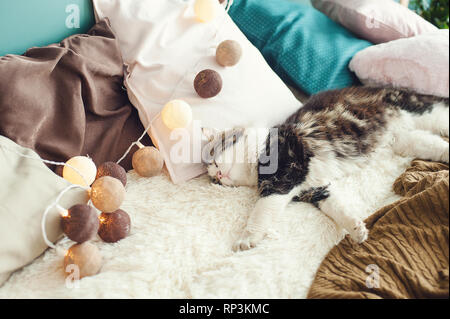 Schlafen Ingwer Tomcat - perfekter Traum Stockfoto