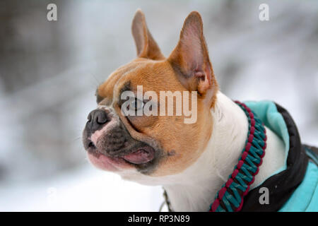 Porträt eines roten pied French Buldog im Winter Mantel vor blurry Schnee Hintergrund Stockfoto