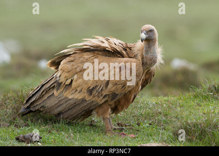 Eurasian Griffon Vulture im Norden von Spanien Stockfoto