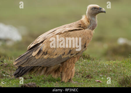 Eurasian Griffon Vulture im Norden von Spanien Stockfoto