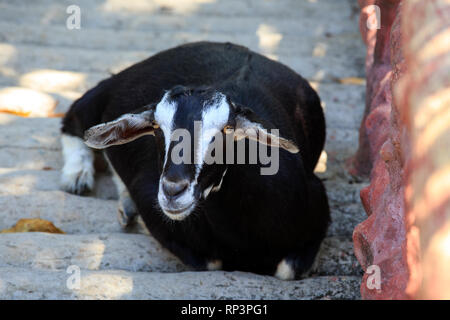 Porträt eines schwarzen Ziege Stockfoto