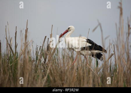 Ein Weißstorch (Ciconia ciconia) Walking für Beute in einem Feuchtgebiet in der Nähe von Münster, Deutschland. Stockfoto