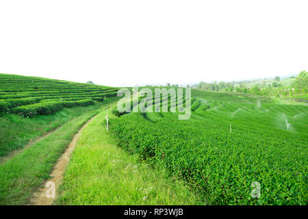 Grüner Tee Feld auf weißem Hintergrund Stockfoto
