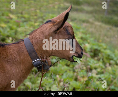 Ziege (Capra aegagrus hircus) weiden in der Nähe der Kleinen Scheidegg, Berner Oberland, Schweiz Stockfoto