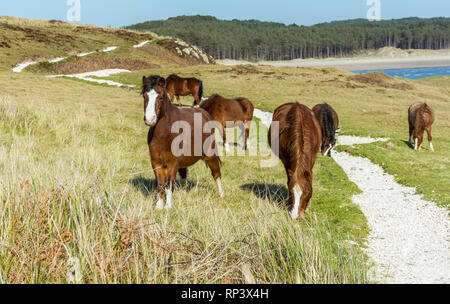 Welsh Ponys auf llanddwyn Island, Anglesey, North Wales, UK. Am 15. Februar 2019 berücksichtigt. Stockfoto