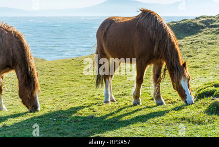 Welsh Ponys auf llanddwyn Island, Anglesey, North Wales, UK. Am 15. Februar 2019 berücksichtigt. Stockfoto