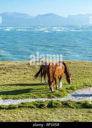 Welsh Ponys auf llanddwyn Island, Anglesey, North Wales, UK. Am 15. Februar 2019 berücksichtigt. Stockfoto