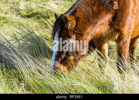 Welsh Ponys auf llanddwyn Island, Anglesey, North Wales, UK. Am 15. Februar 2019 berücksichtigt. Stockfoto