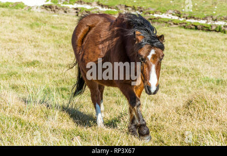 Welsh Ponys auf llanddwyn Island, Anglesey, North Wales, UK. Am 15. Februar 2019 berücksichtigt. Stockfoto
