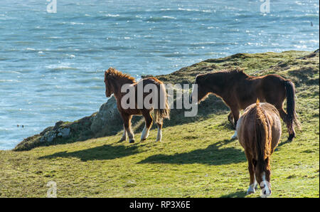 Welsh Ponys auf llanddwyn Island, Anglesey, North Wales, UK. Am 15. Februar 2019 berücksichtigt. Stockfoto