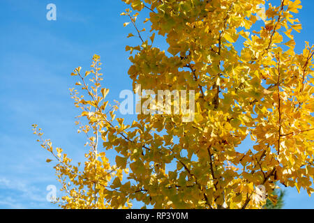 Arzneimittel Ginkgo biloba Baum mit gelben Blätter im Herbst close up, kopieren Raum Stockfoto