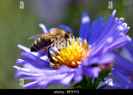 Honigbiene (Apis mellifera), die auf einer Blume, Honigbiene (Apis mellifera) in einer Blüte Stockfoto