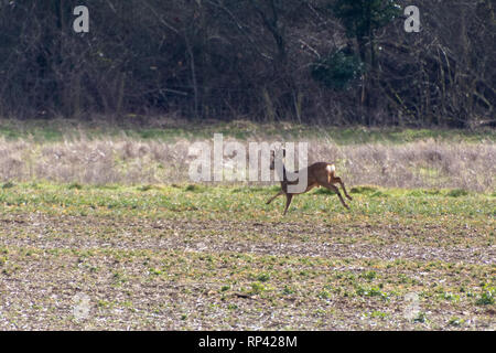 Red Deer (Cervus elaphus) in einem Feld in der Nähe von East Grinstead Stockfoto