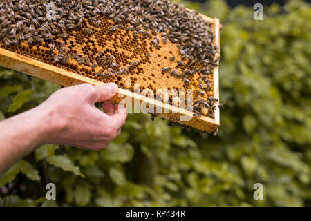 Rahmen eines Bienenstocks mit offenen und geschlossenen Zellen einer Wabe und Bienen. Königin Zellen für die KÖNIGIN-BIENE Zucht Stockfoto