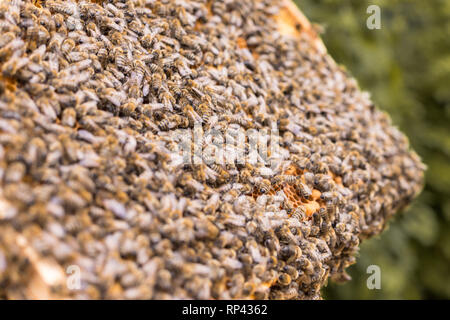 Schwarm von Bienen auf einer Wabe Stockfoto