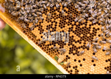 Rahmen eines Bienenstocks mit offenen und geschlossenen Zellen einer Wabe und Bienen. Königin Zellen für die KÖNIGIN-BIENE Zucht Stockfoto